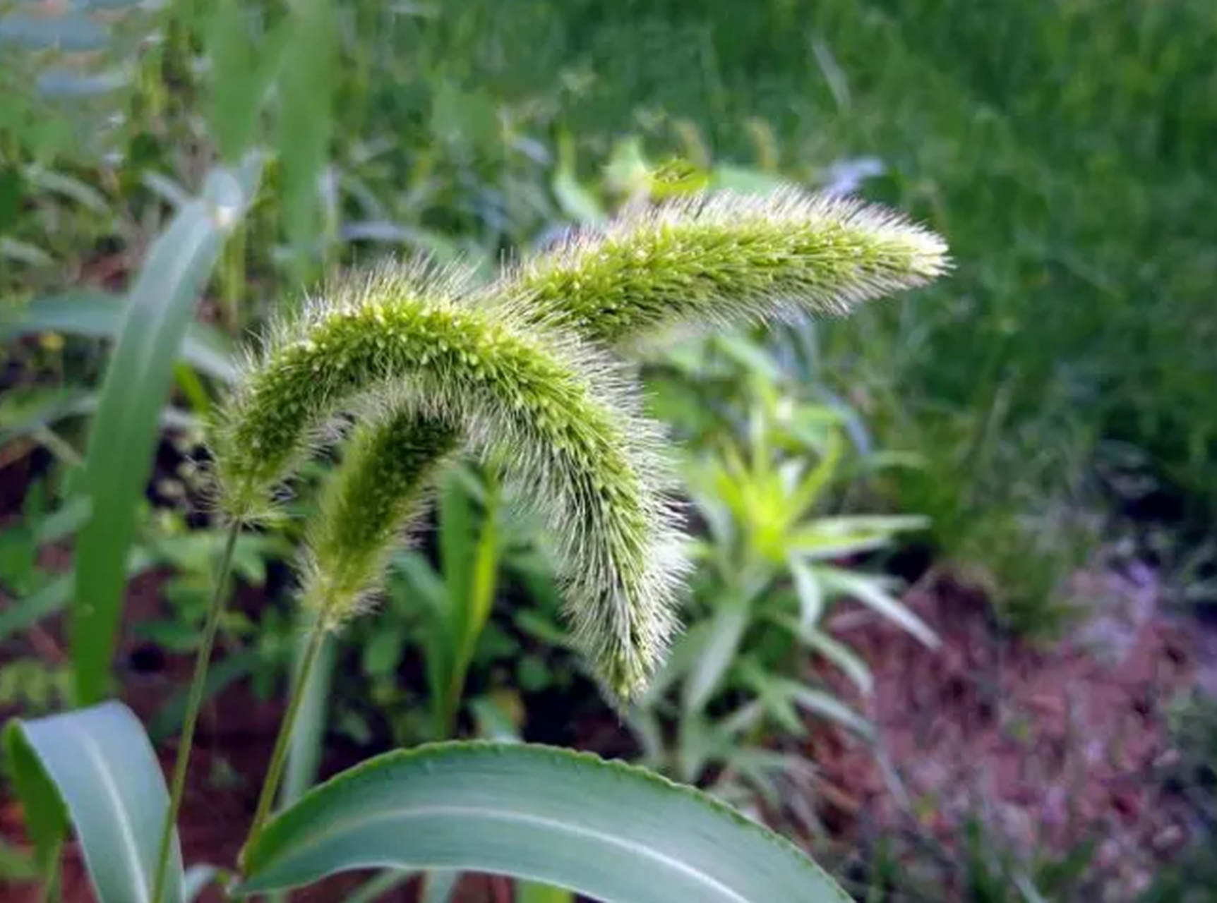 常見的植物,生長在鄉間田野中或者小路旁,因為狗尾草的生命力非常頑強