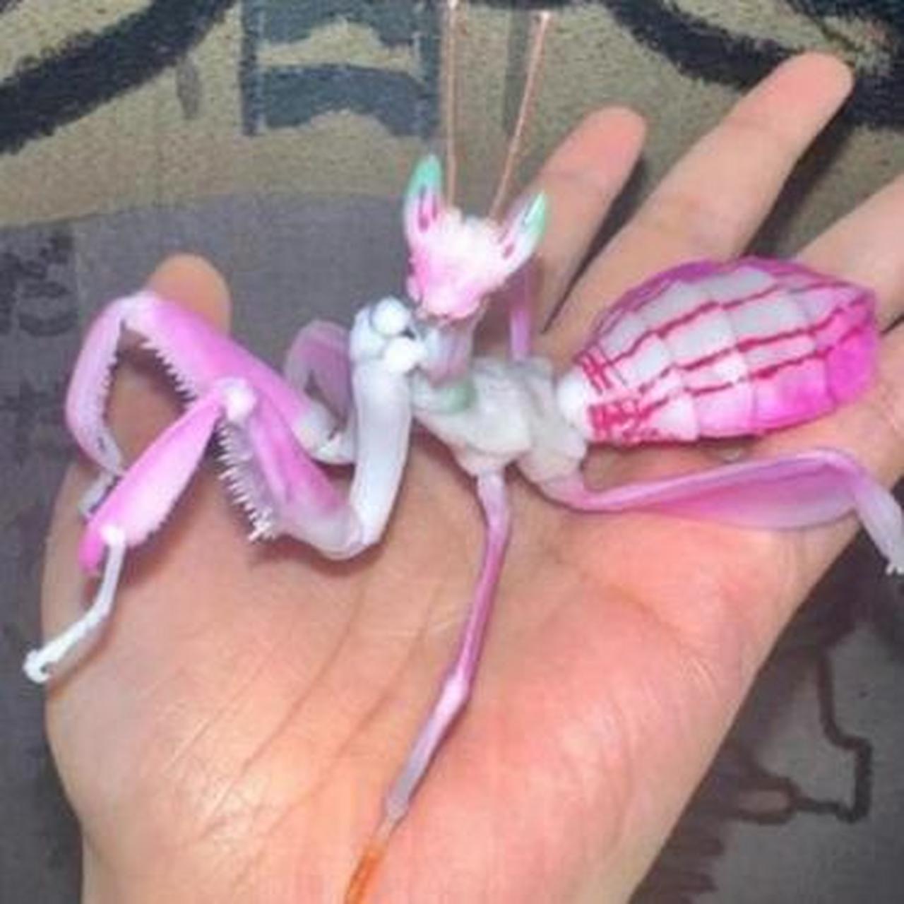 螳螂你见过,那彩色的螳螂呢