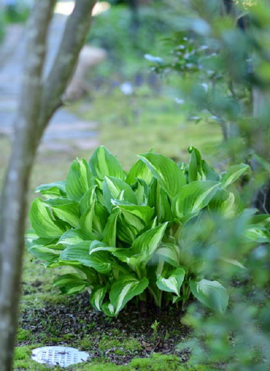 阴生植物叶片图片