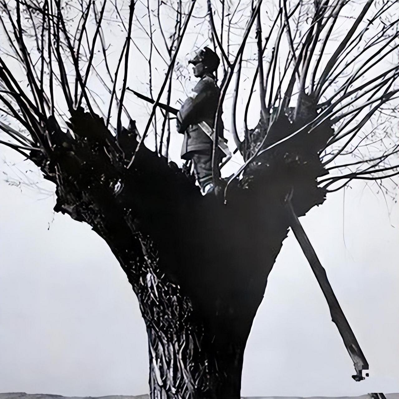 杨二娃很高兴,刚要爬下来,就看见饿狼去