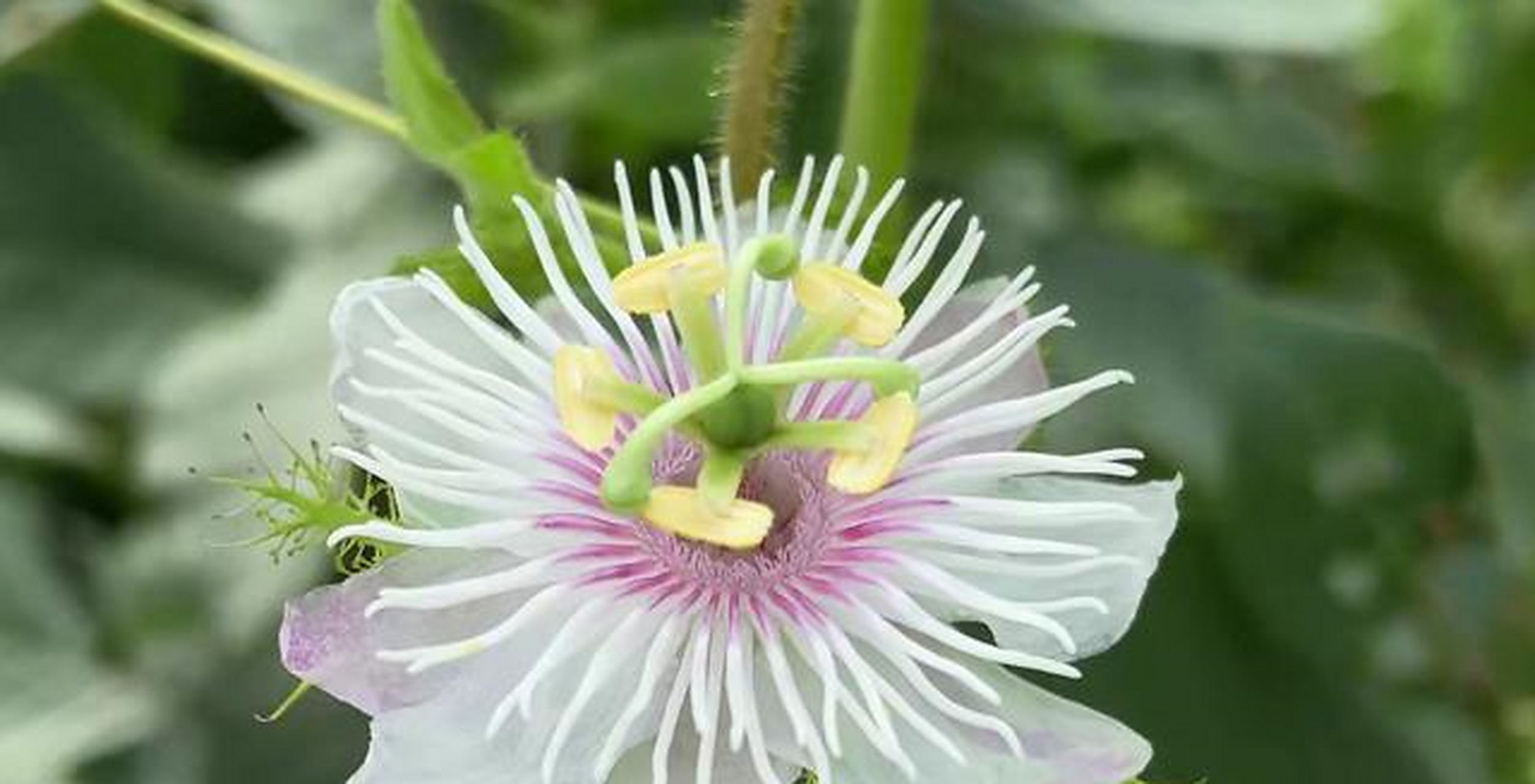 龙珠果又名"天仙果""毛西番莲""假苦果""肉果""龙眼果"等,原产西印度