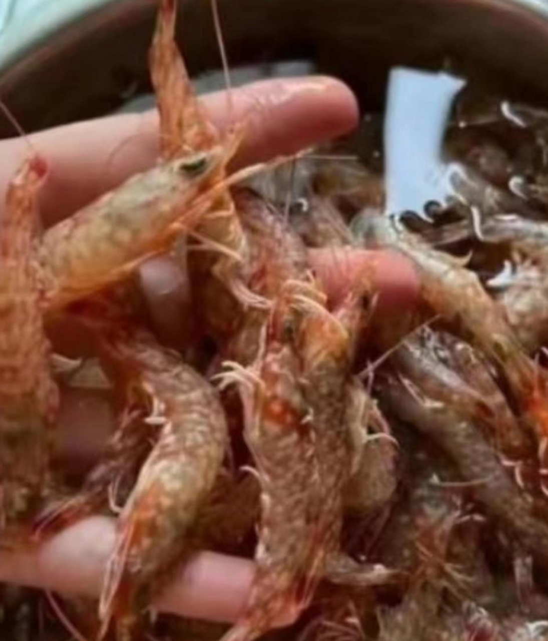 这些虾身上有白点,还能吃吗?