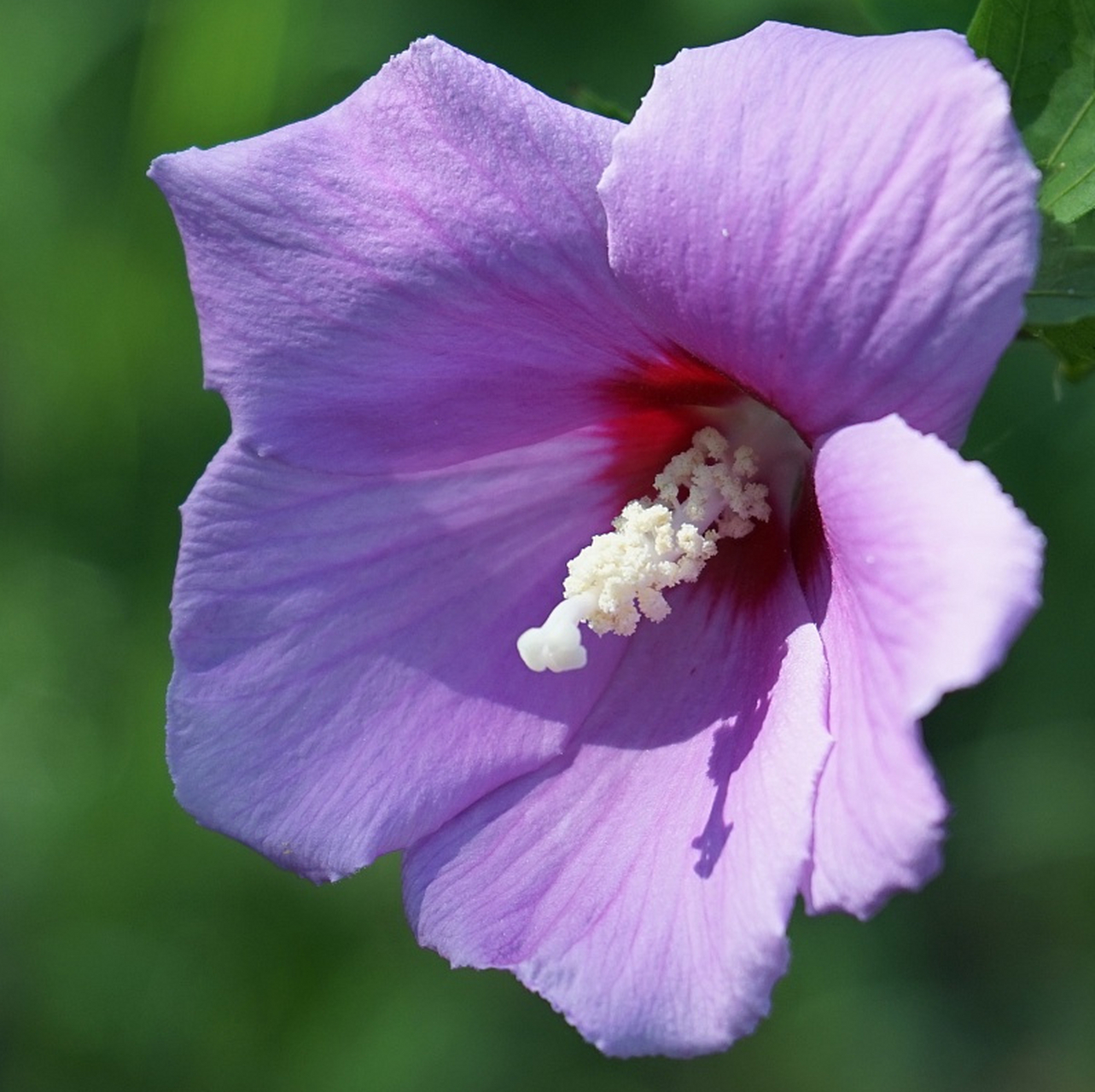 小木槿花原产于东南亚,是一种喜温,喜湿,喜光的植物