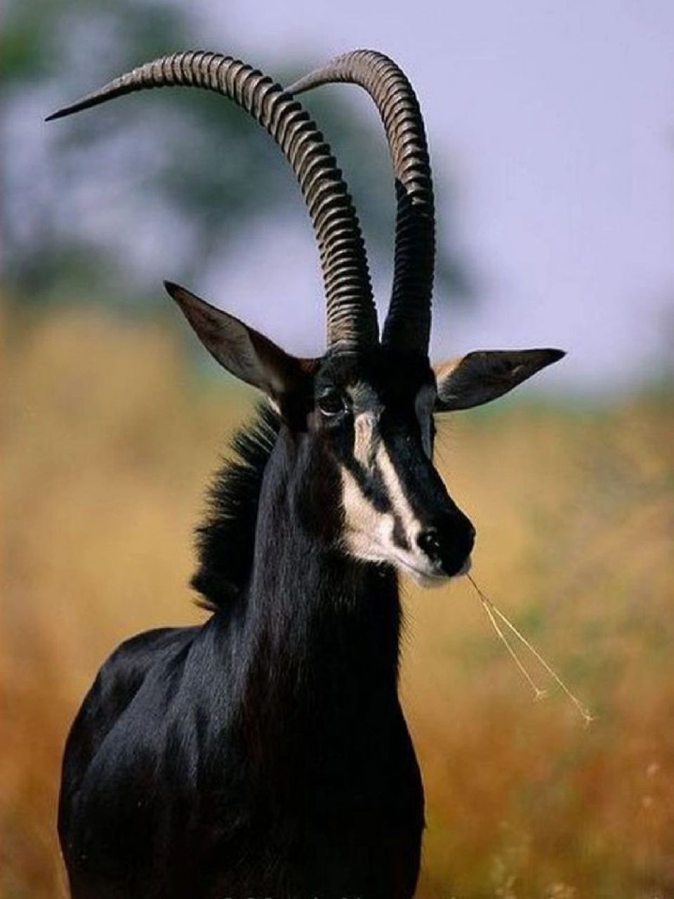 每天陪孩子一起瞧动物 名称:貂羚(hippotragus niger) 别名:黑马羚