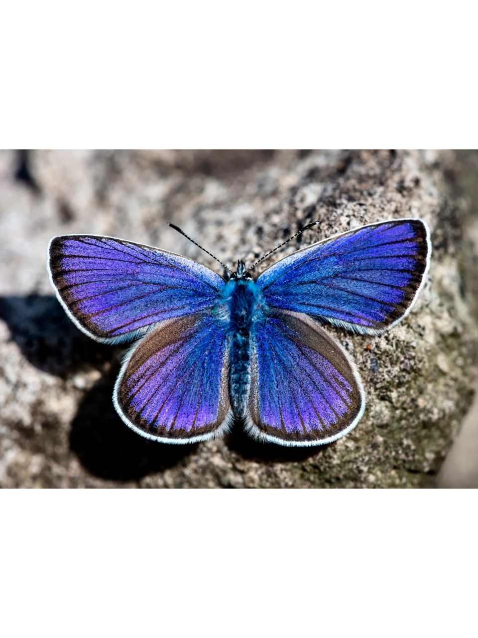 是你心目中蝴蝶该有的模样吗?