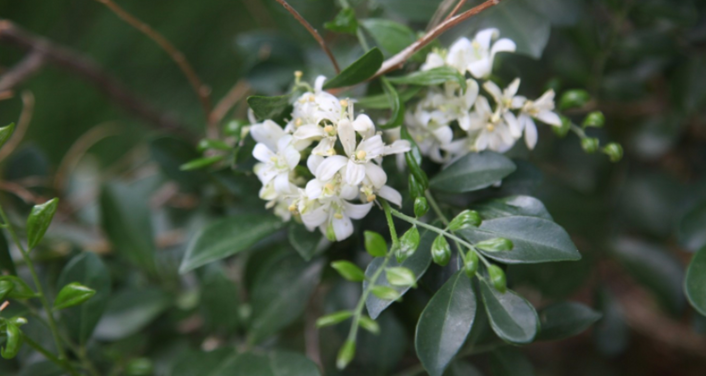 九里香为什么被称为鬼树  九里香为什么被称为鬼树,有以下几方面原因