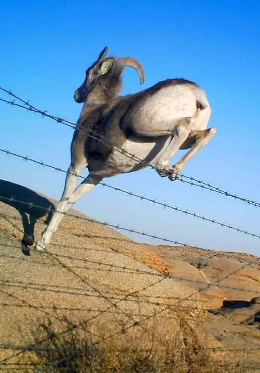 一只健壮的雄性岩羊,在奔跑时,不小心被铁丝网缠住了头上的大角
