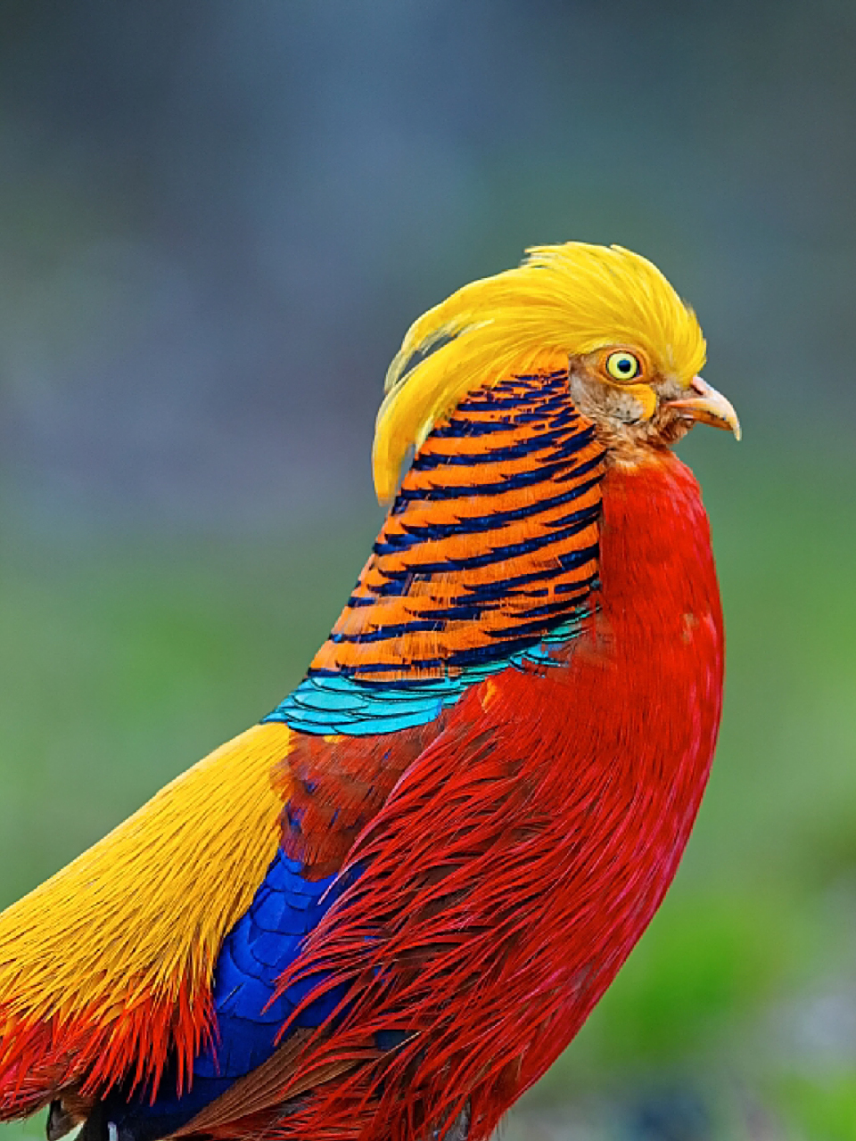 每天陪孩子一起瞧动物(day43)  96名称:红腹锦鸡 96别名:金鸡,彆