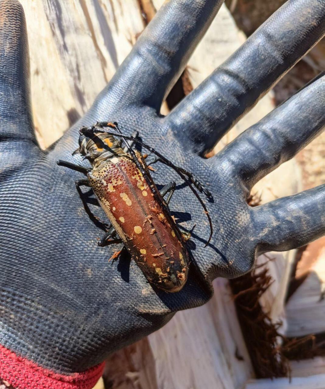 第一次见这么大的天牛!这也太大了吧!