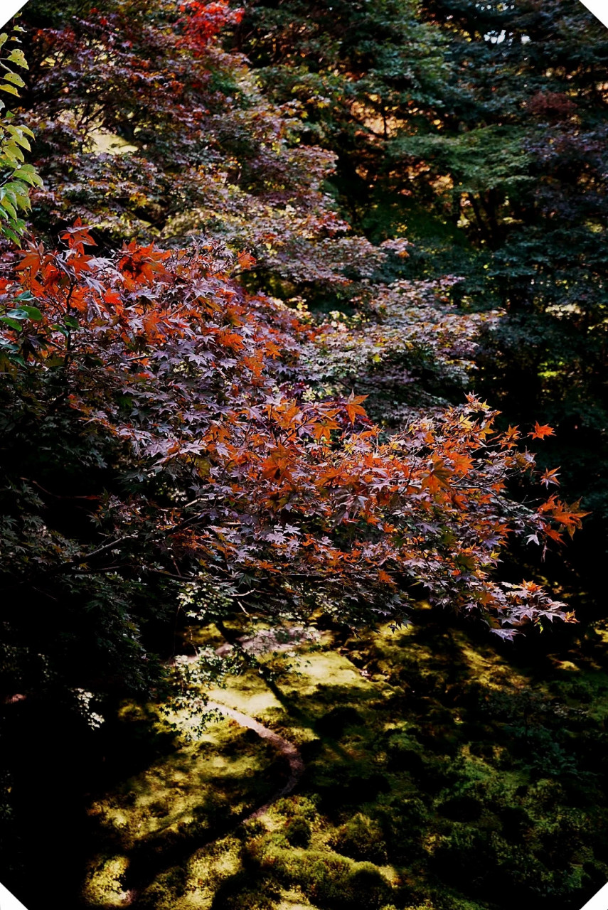 琉璃光院红叶先紫未红,治愈系小寺院等你来探秘!