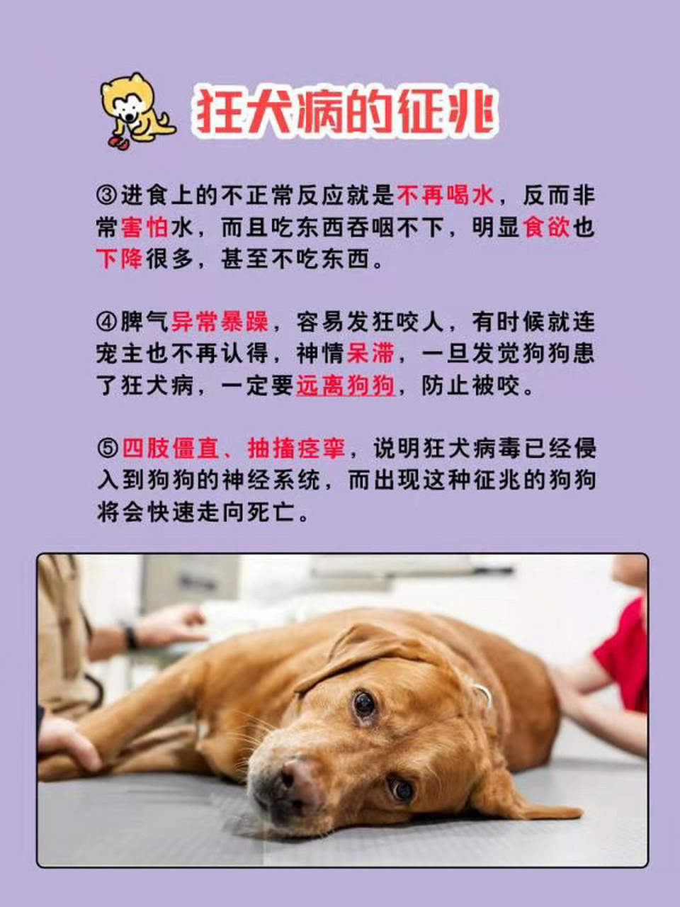 狂犬病发病症状前兆图片