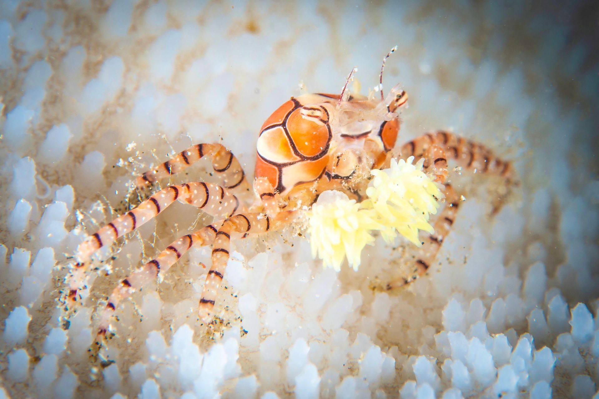 舞足蹈的啦啦队队长  08 学名:lybia tessellata  08 别名:拳击蟹