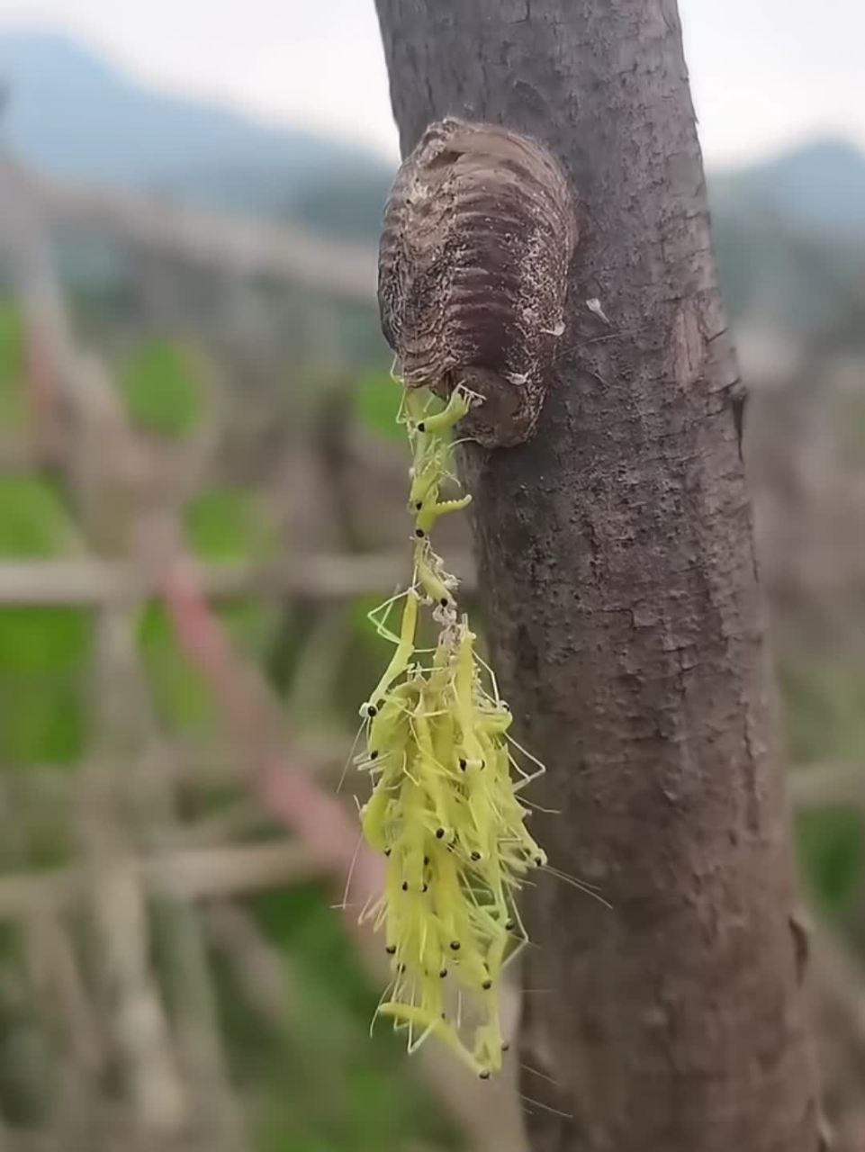 第一次见到螳螂窝!哈哈哈#搞笑# [大笑][大笑]