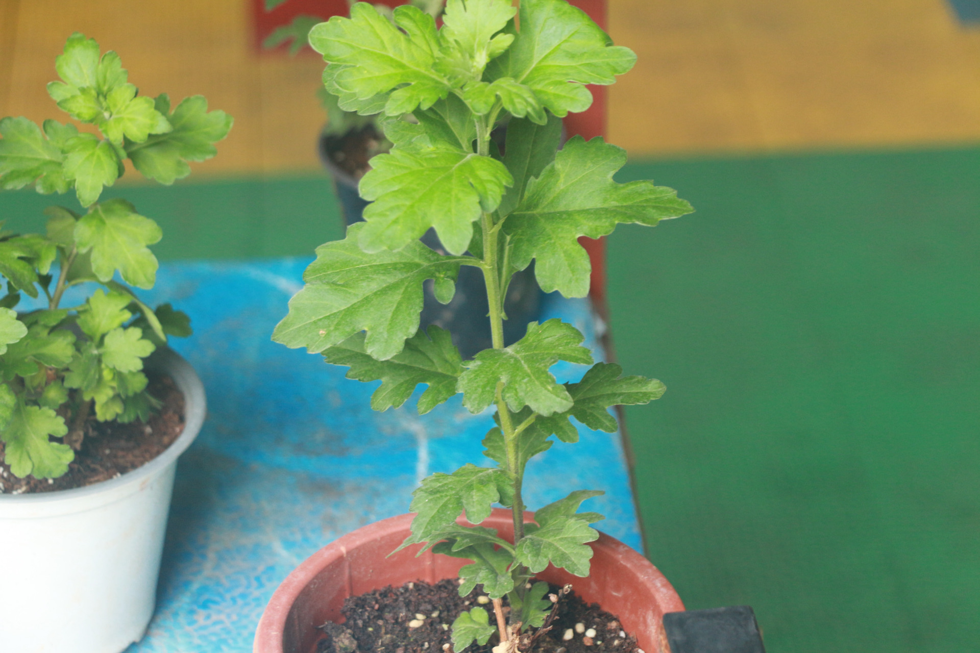 4月初,我把两盆乒乓菊分成了10几盆小苗!
