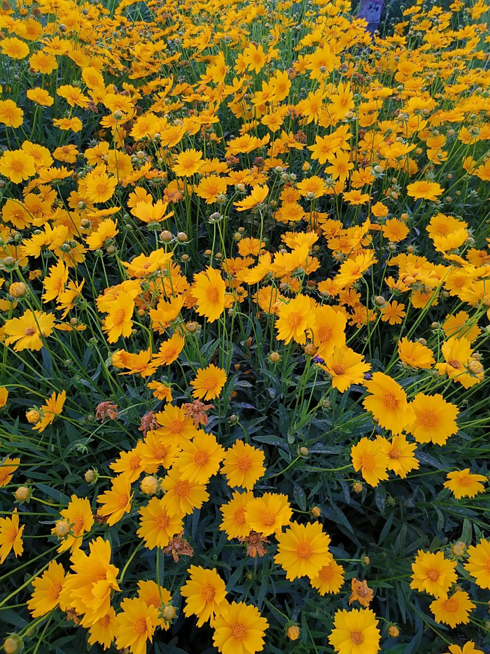 金鸡菊(学名:chrysanthemum),又称菊花,是菊科的植物,是世界上最重要