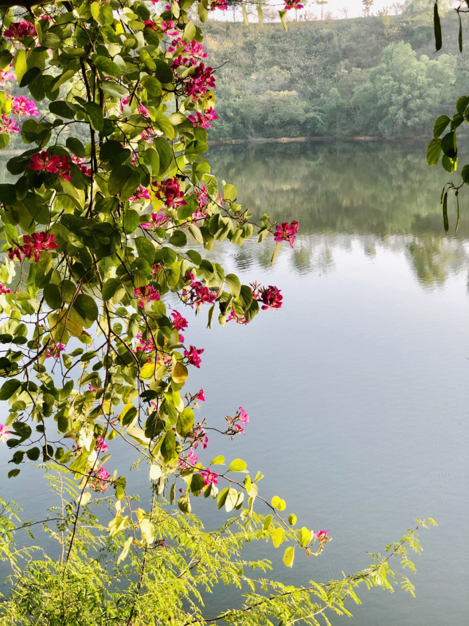 红花湖樱花图片