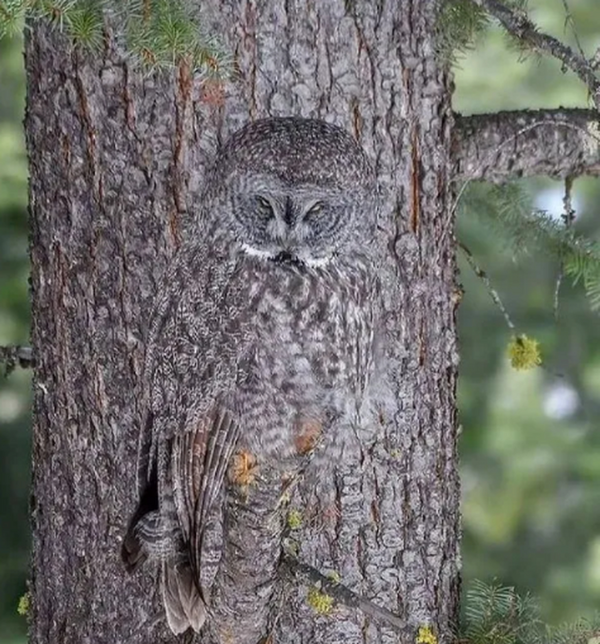 大自然里会隐藏的小动物们
