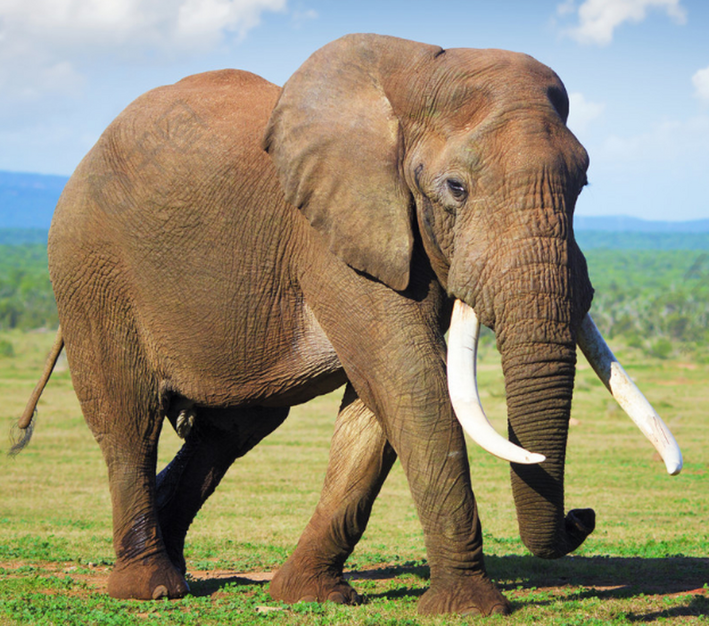 地球上最凶猛的动物 大象(非洲象做代表)非洲象体躯庞大而笨重,是陆地