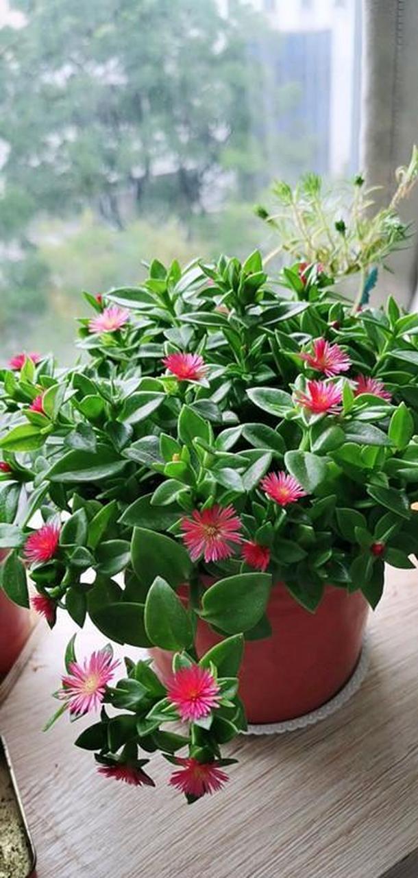 心叶日中花,别名牡丹吊兰,番杏科多年生常绿草本植物,株高只有30cm