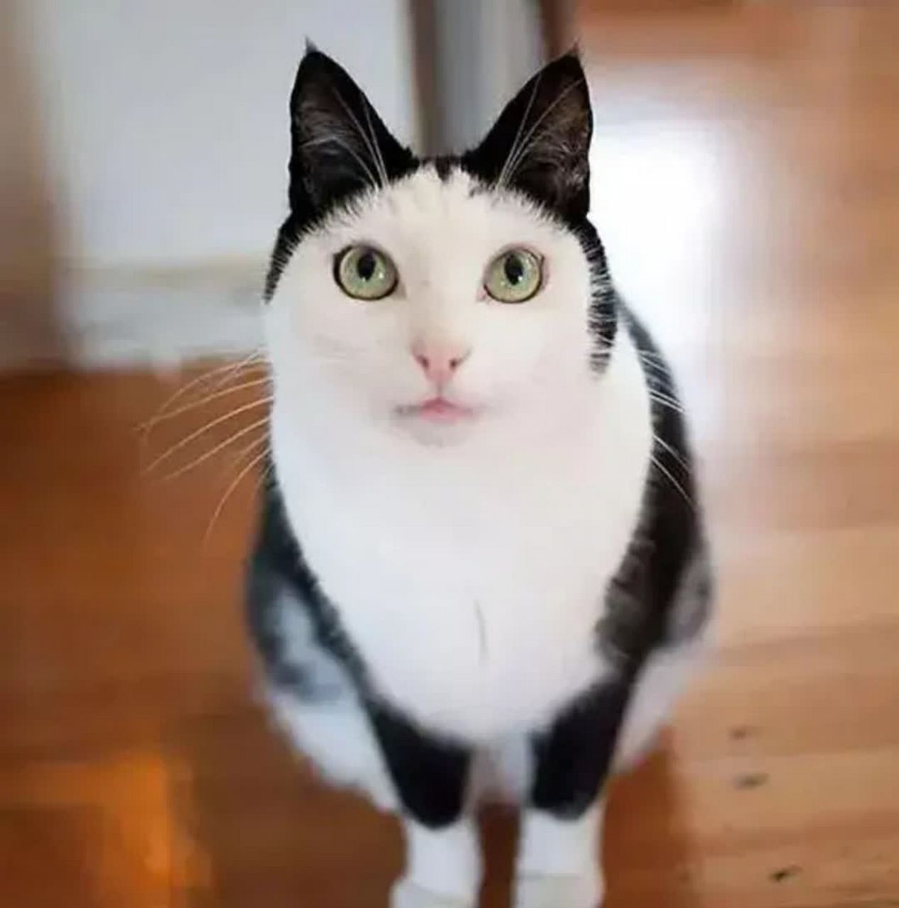 可爱的小猫![大笑][大笑]#搞笑