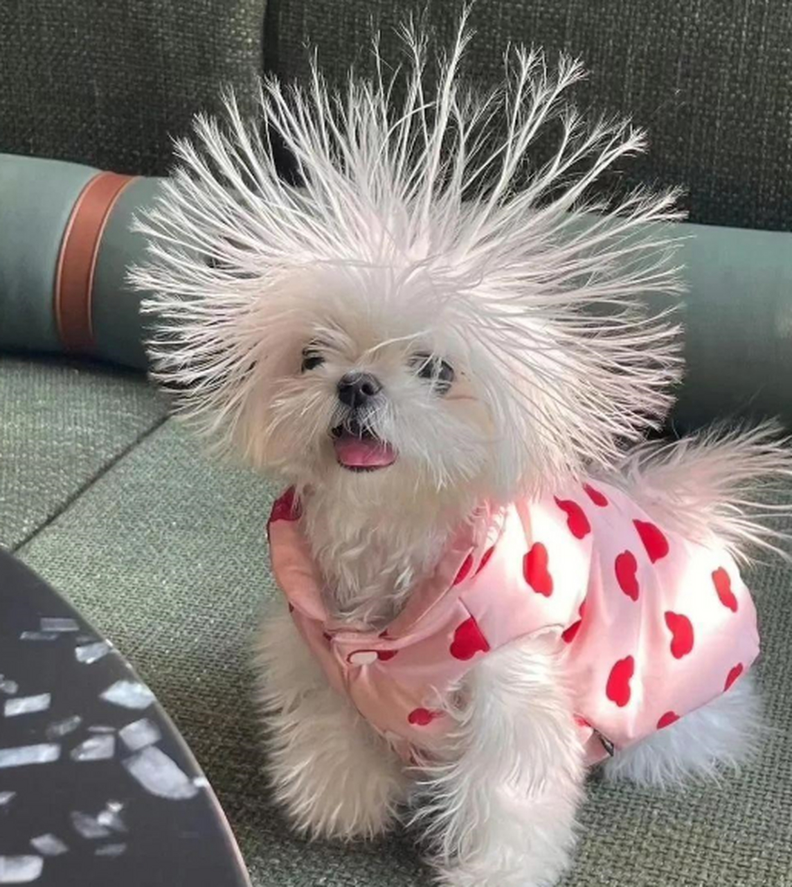 洗完澡之后炸毛的狗子