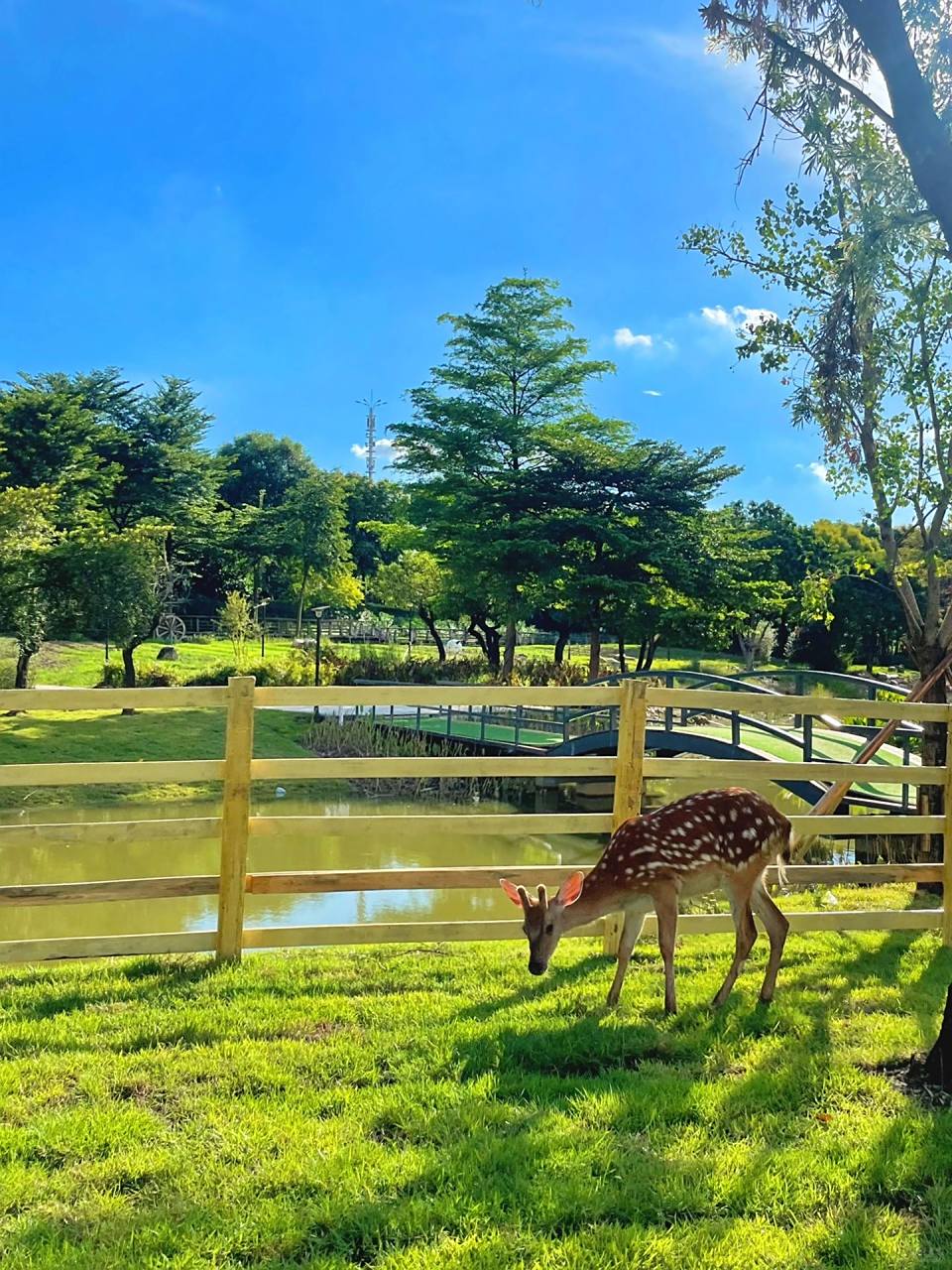 广州周边佛山新城滨江公园看免费奈良小鹿  晴天去佛山新城滨江公园看