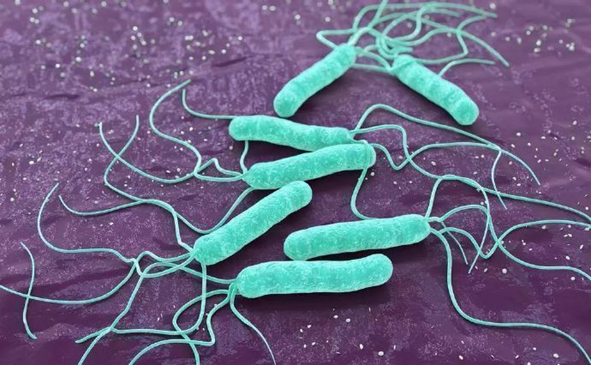 幽门螺杆菌# 是存在于胃及十二指肠球部的一种螺旋状细菌,该细菌为