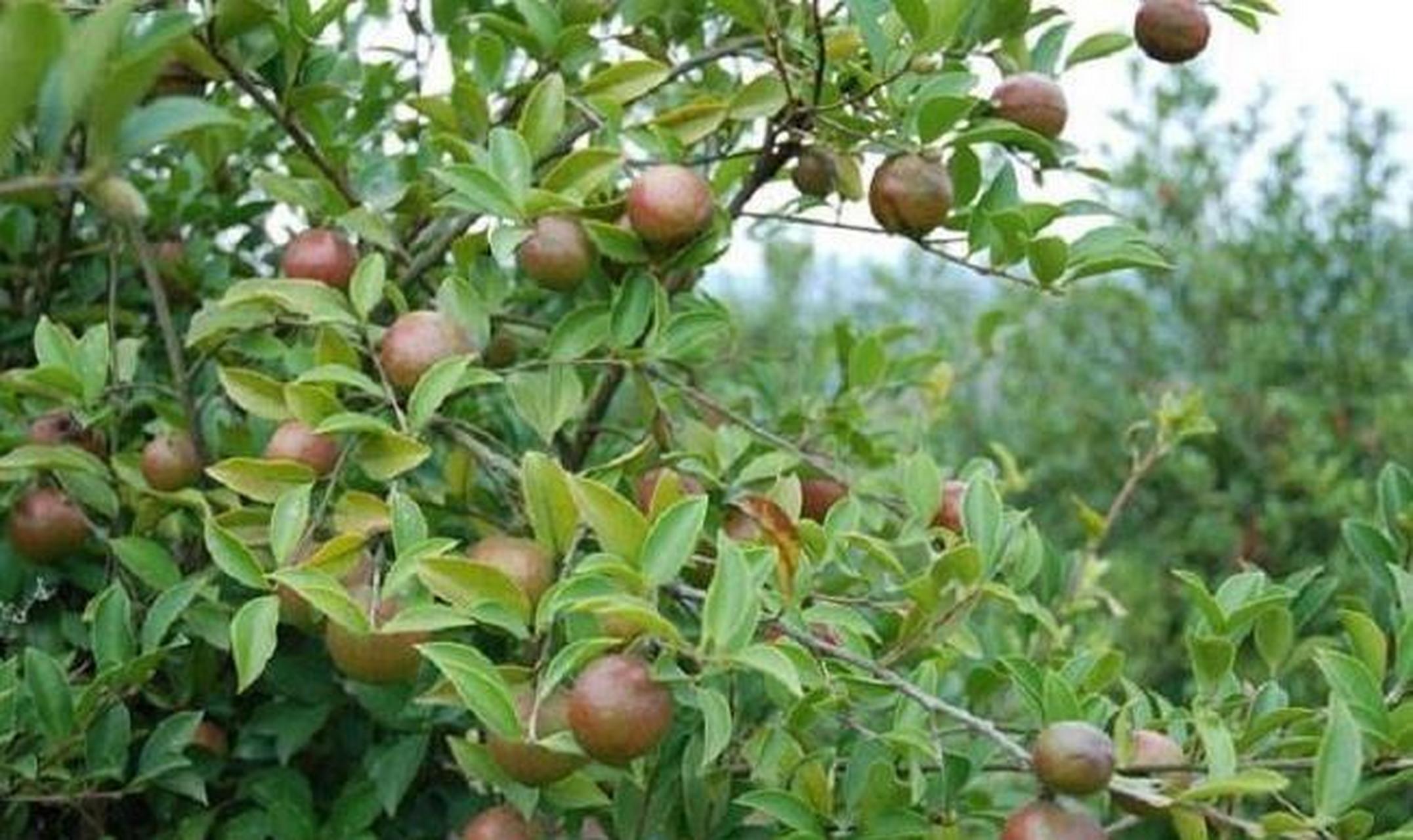 几十年前,茶油曾经在南方地区声名鹊跃,几乎是家家户户的必备食用油