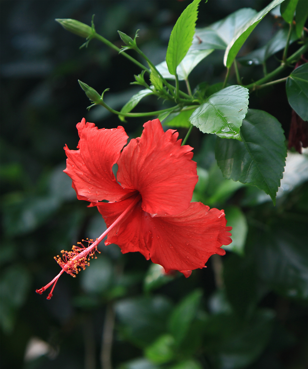朱槿(扶桑),花形与木槿相似