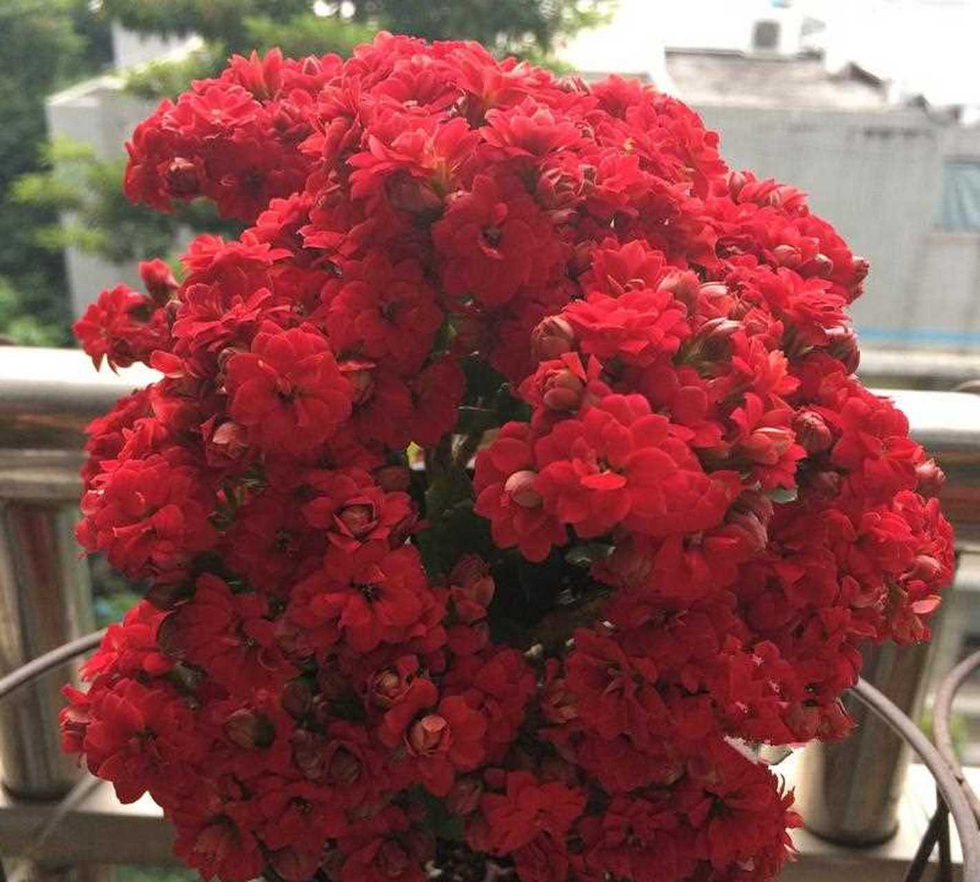 长寿花"吉祥红",很适合当年宵花的室内盆栽,植株低矮小巧,高只有二