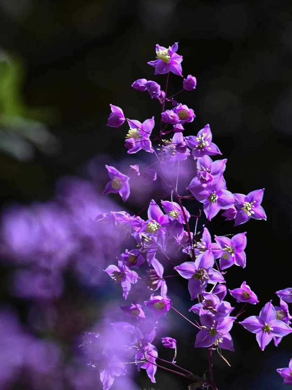 分享～醉美唐松草 雅室幽兰,含笑芬芳, 清雅端庄,气质不凡, 美不胜收