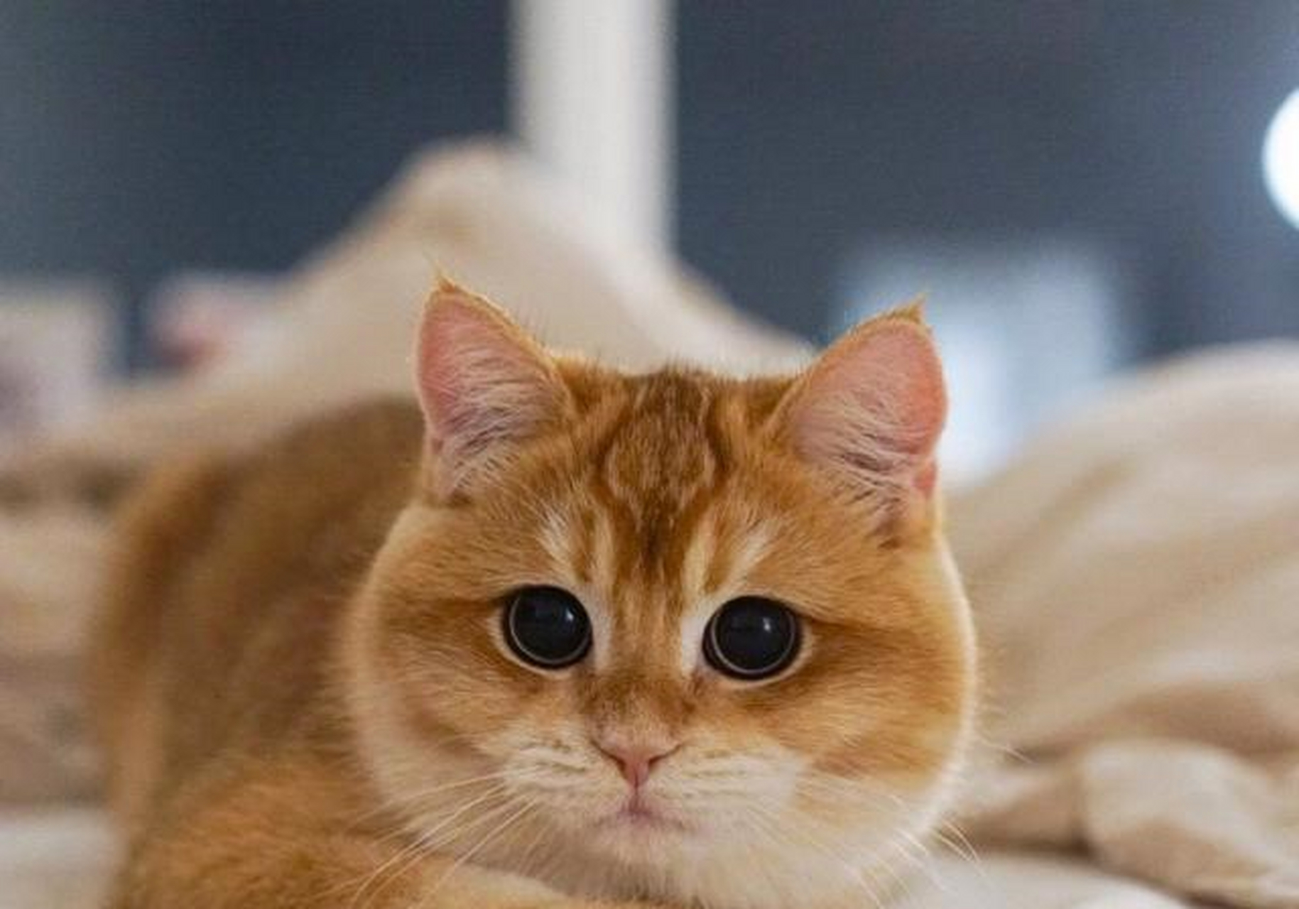 金色英国短毛猫 一团燃烧的小火球[?