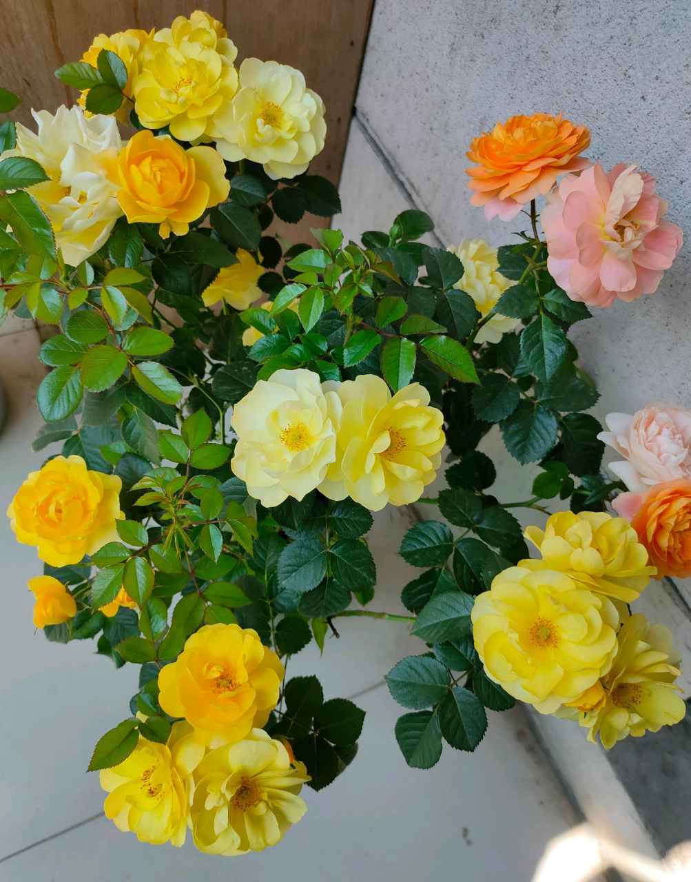 推荐这款"黄色果汁阳台",果汁阳台的芽变品种,植株低矮小巧,高度30-50