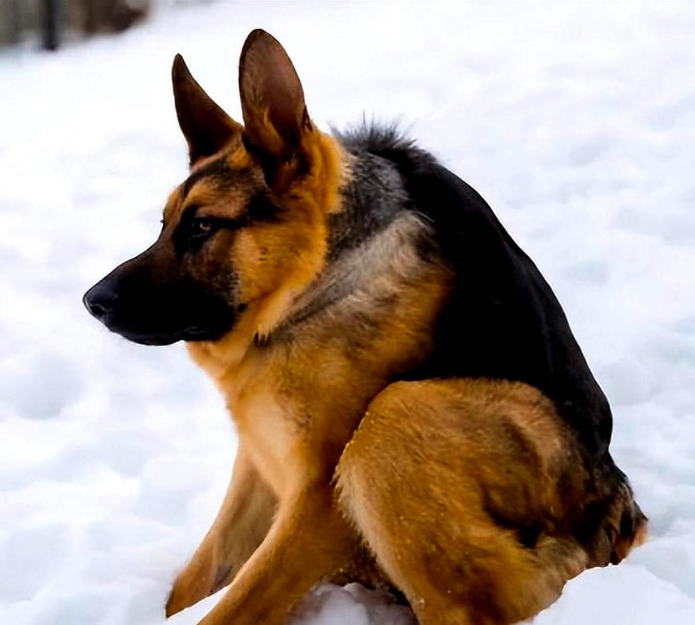 了解一下"两厢狗".