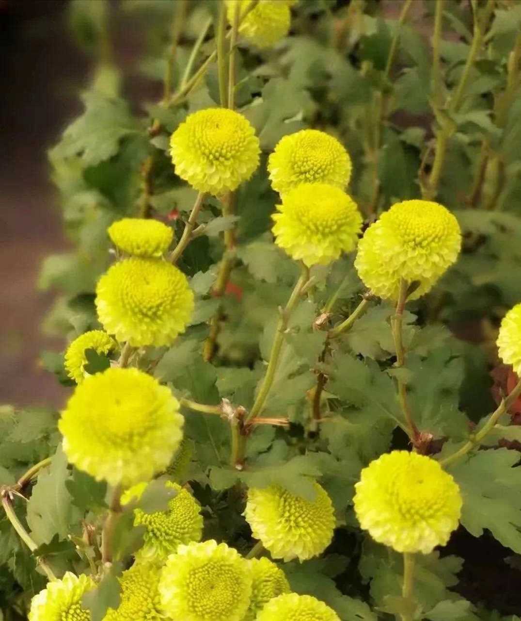 【走进韩愈故里——冰菊小镇】 [吐] 冰菊小镇位于韩愈故里,有"长寿之