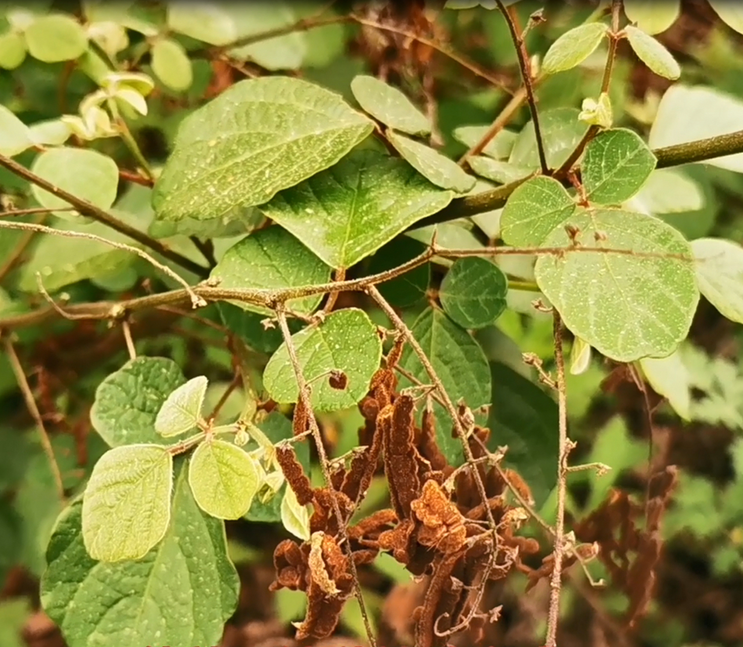 一看叶子,胃痛草的叶子是一个叶柄上三张叶子;二看种子,胃痛草的种子