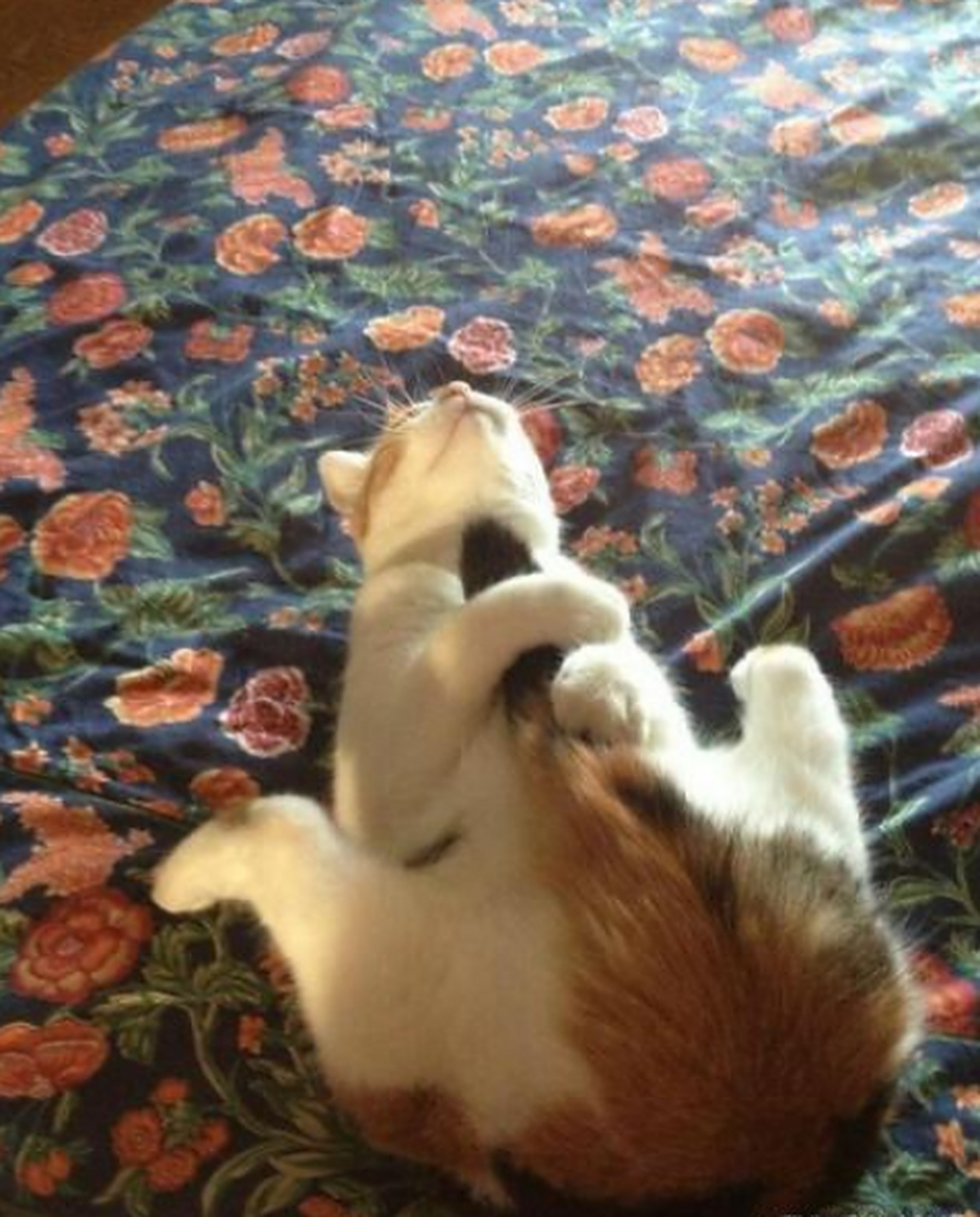 我家喵星人自从上次他仰躺着睡觉被我偷拍后就换成这个姿势了.