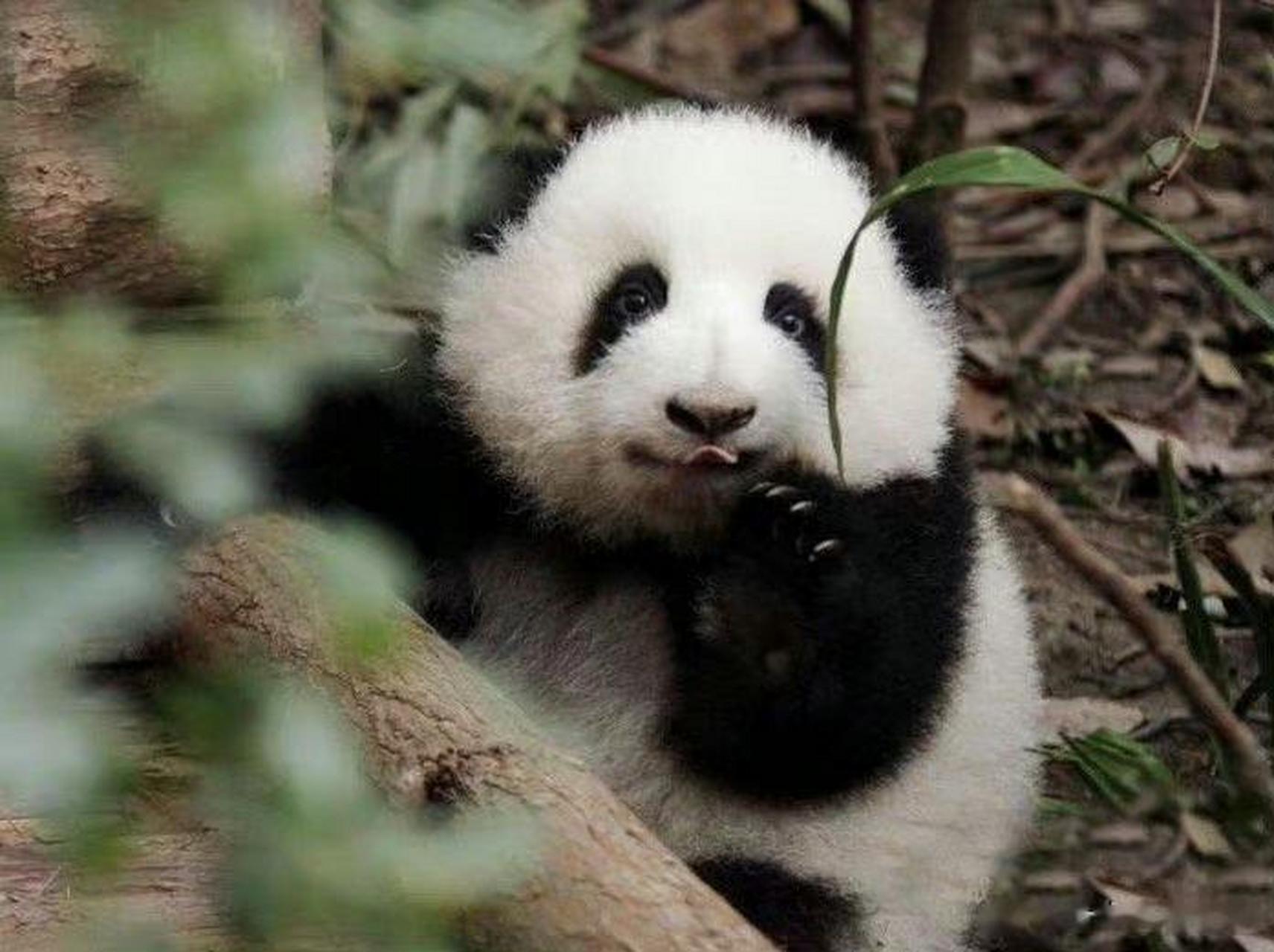 熊猫花花# 遇见冲你微笑的熊猫花花,许愿很灵 #大熊猫花花##大熊猫