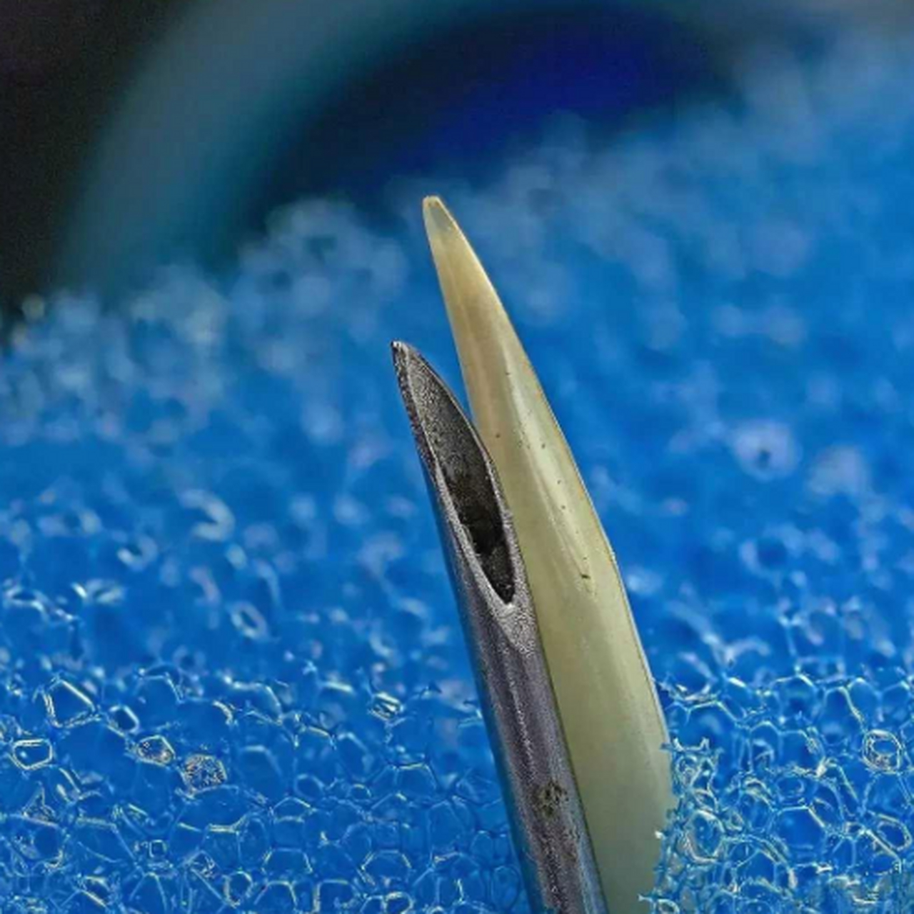 显微镜下毒蛇的牙齿与注射器针头的比较.[惊哭]