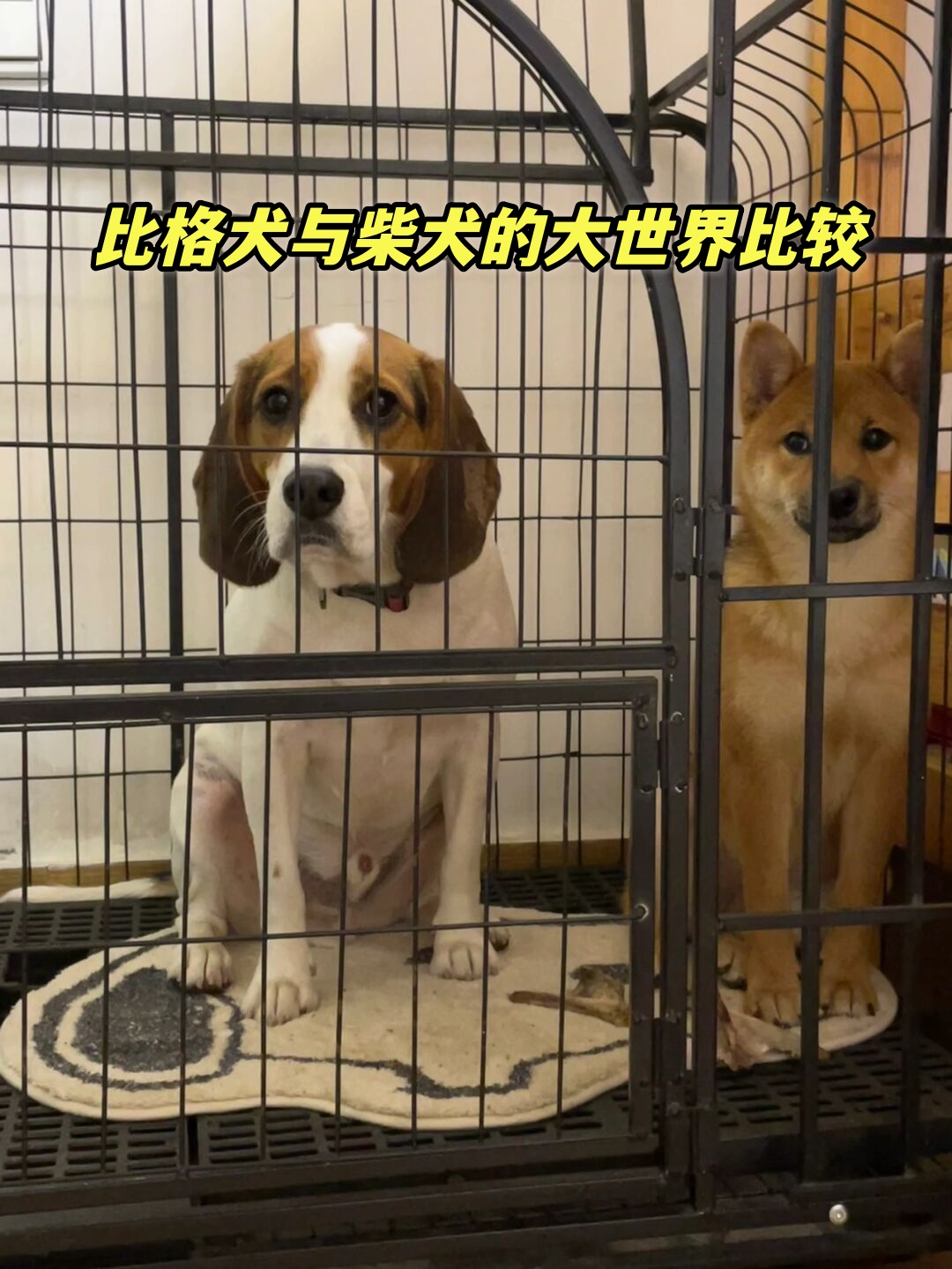 和比格犬很像的狗图片