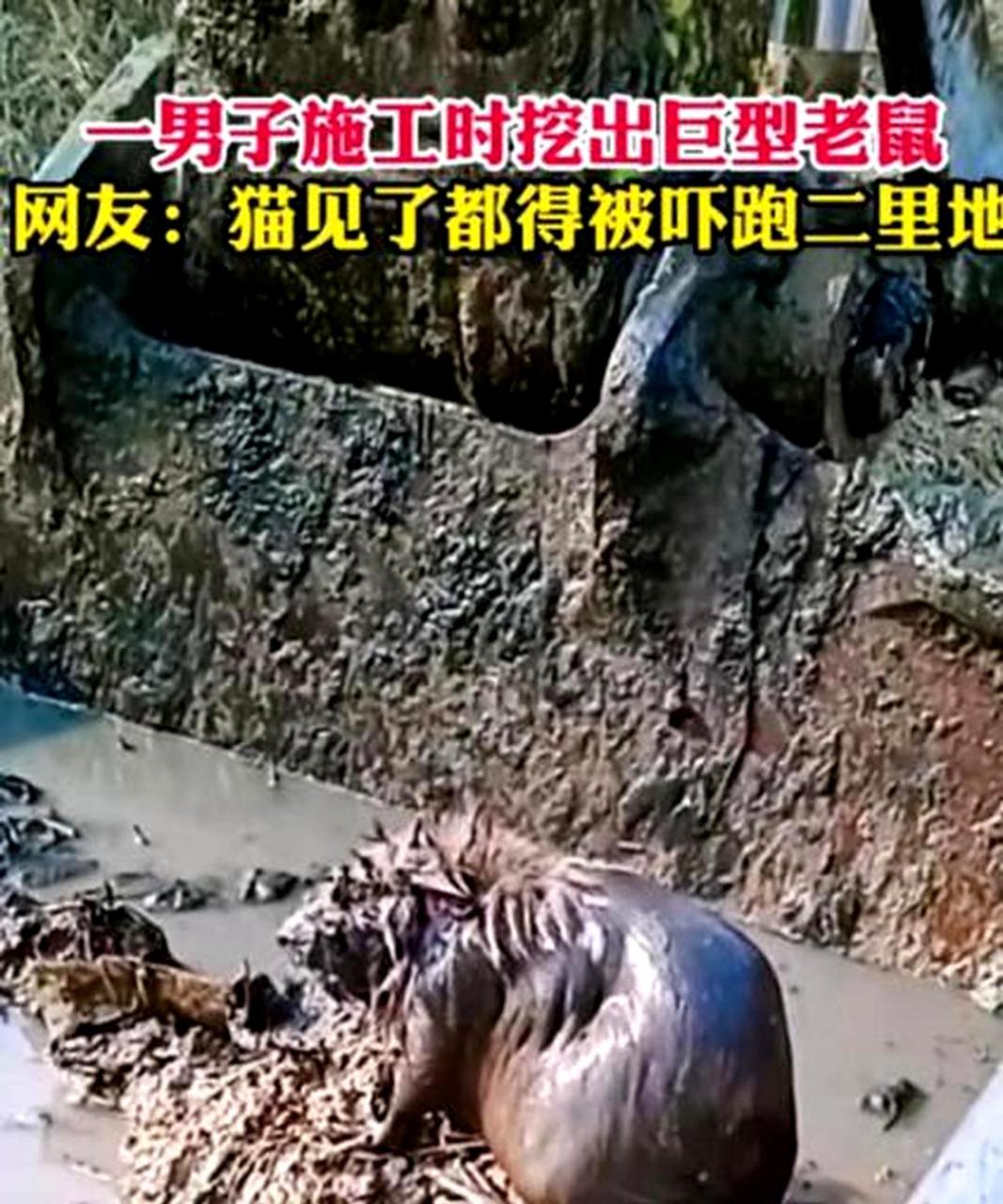 这只大老鼠太可怕了,甚至让人感到害怕.