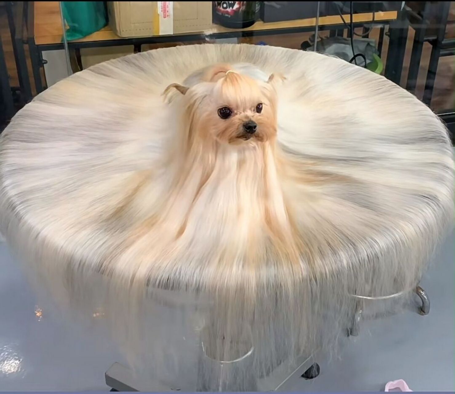 狗子的毛发真漂亮,看的我都羡慕了!