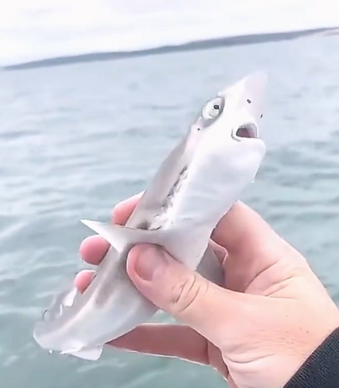 原来鲨鱼幼崽那么可爱.