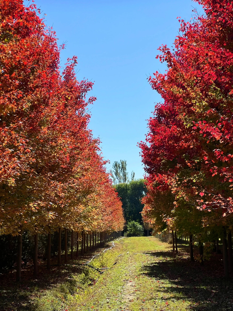 不用远行 北京超小众百亩红枫  海淀北部的这片百亩红枫林开始渐渐变