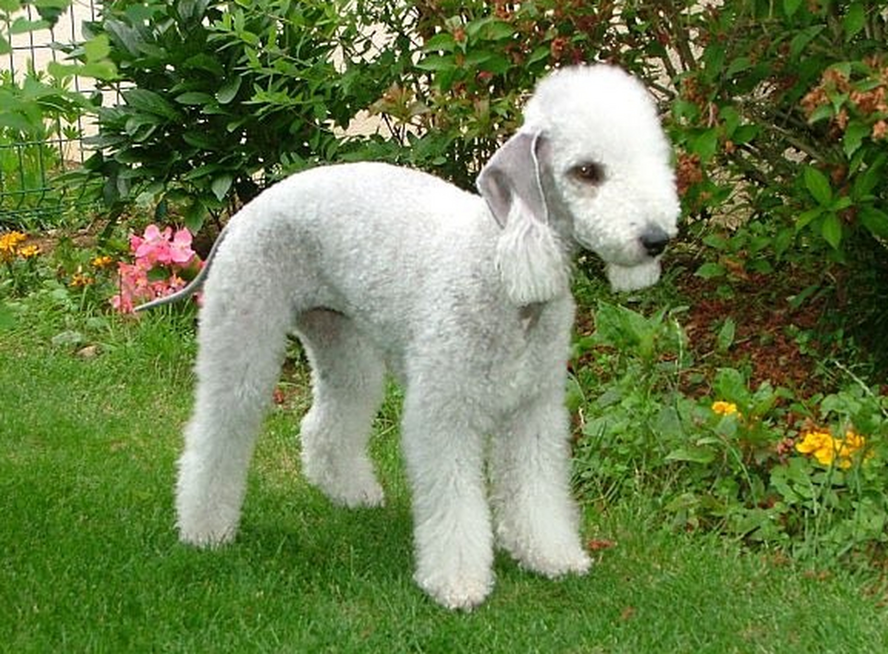 这种狗叫贝灵顿梗,原产于英国,它的速度敏捷,耐力性很强,主要用途是