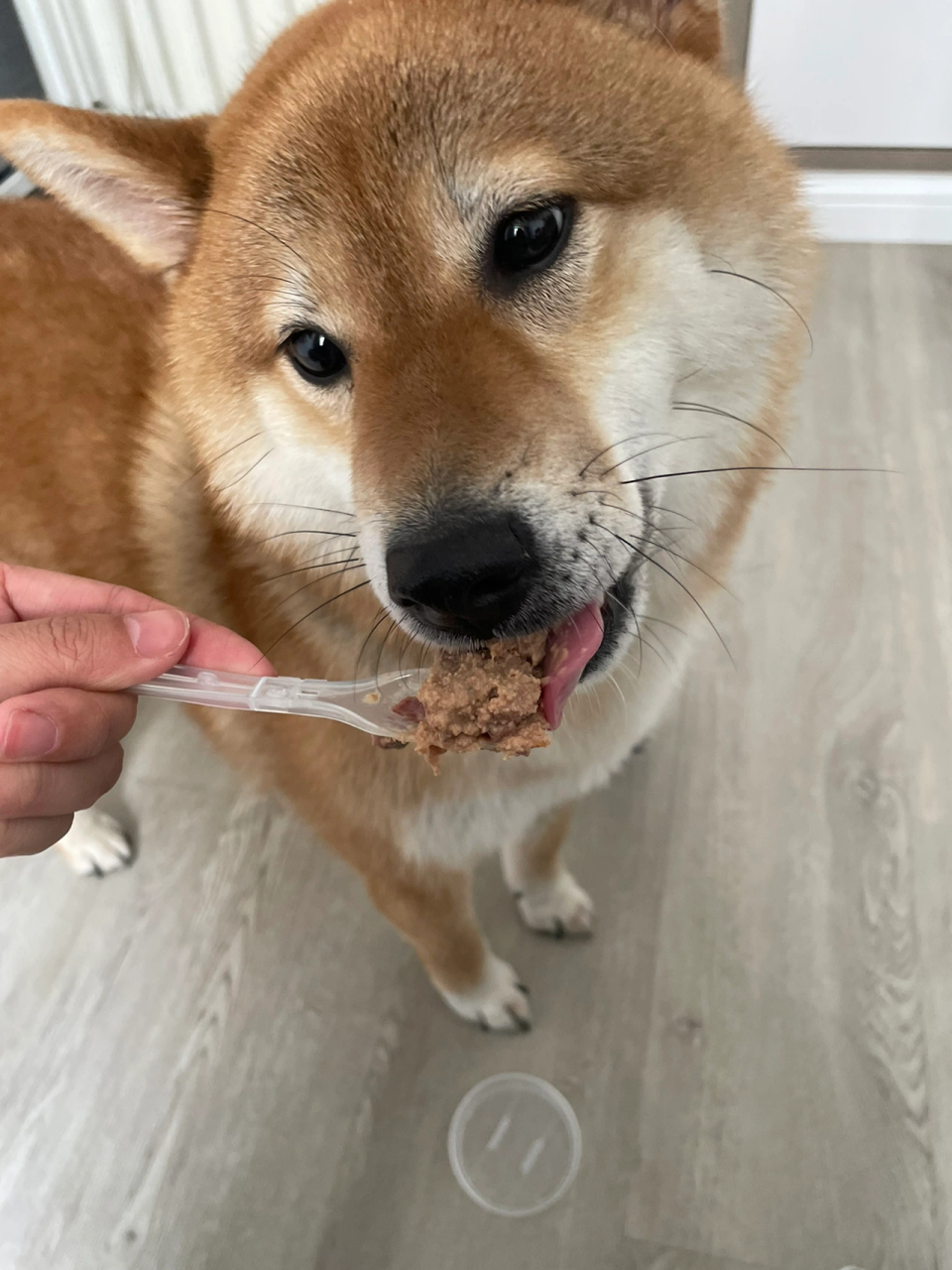 小狗子超爱吃罐头来咯 麻球说的狗罐,我家小狗子一整个就爱了爱了