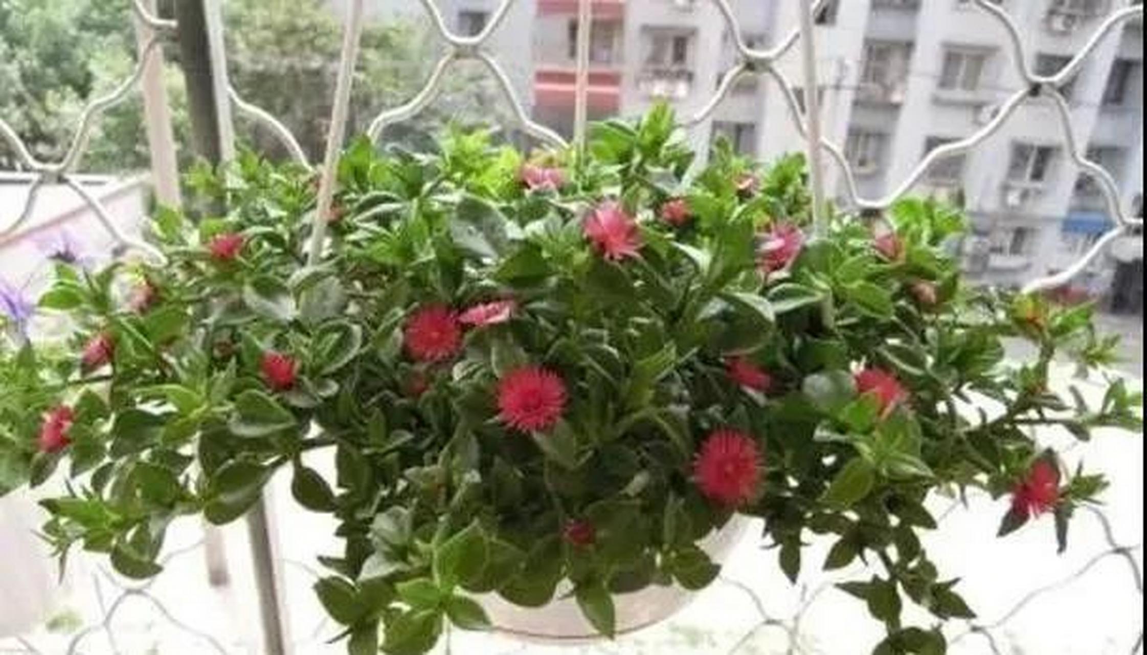 盆栽种植牡丹吊兰,掌握好方法,可以从 开到 !
