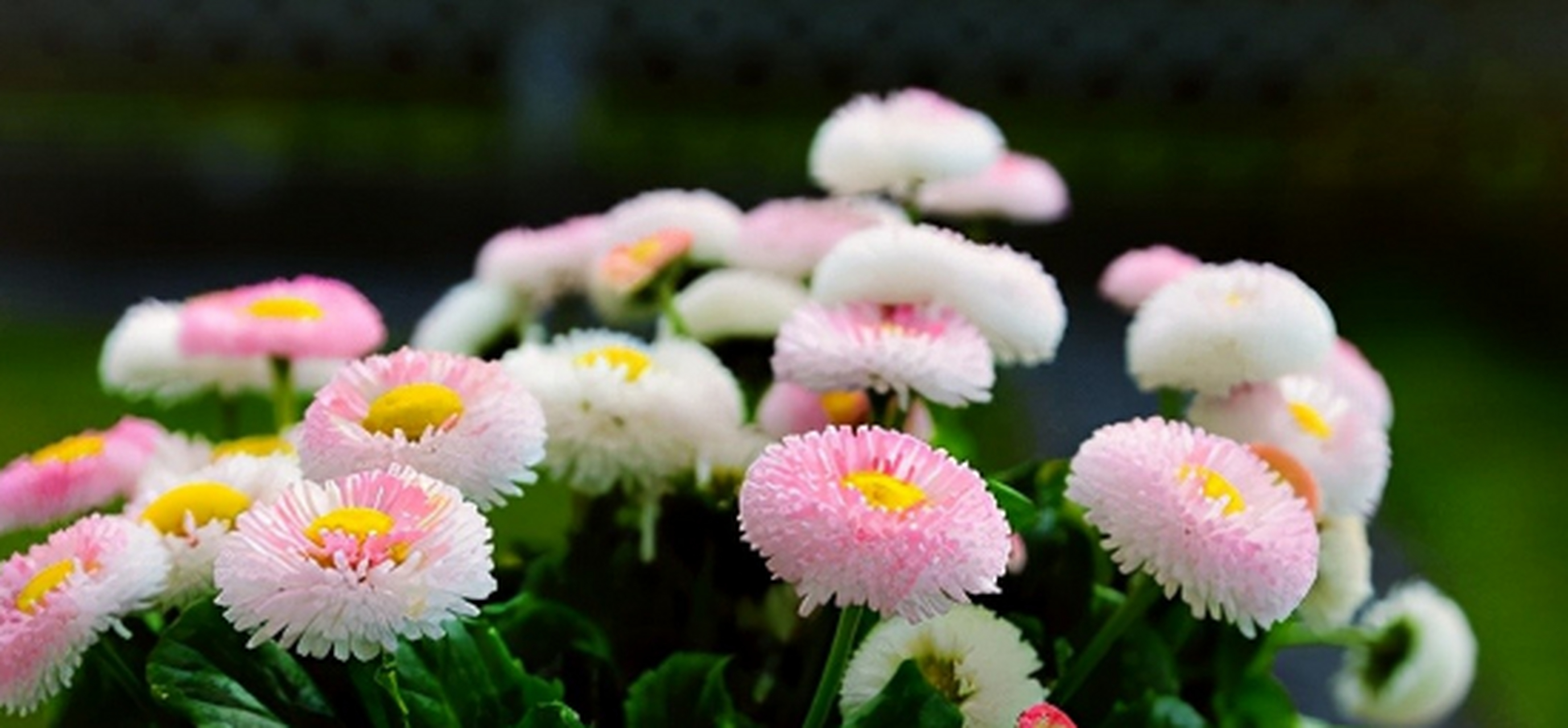 绒球系列小雏菊的花期一般是从暖后2,开始,也就是温度在10℃以上就