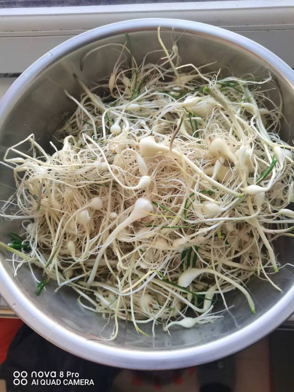 晚秋,咱东北的野菜——"大脑瓜",据说很有营养价值.