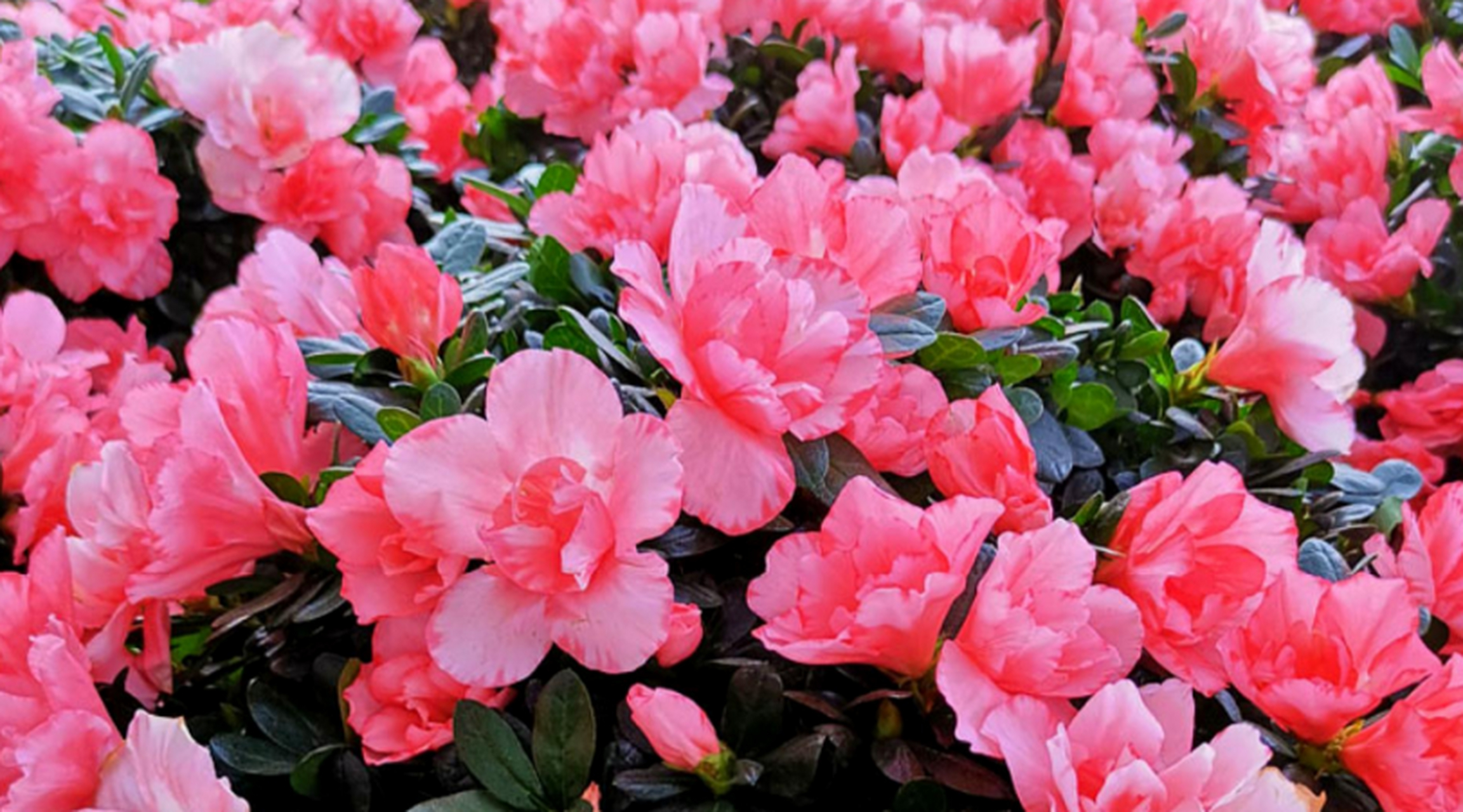 杜鹃是一种常见的观赏花卉,其鲜艳的颜色和吸引人的外观深受人们的